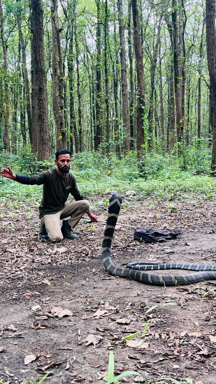 विकासनगर में गांव की गलियों में पहुंचा 12 फीट लंबा किंग कोबरा, रेस्क्यू टीम ने किया सुरक्षित रेस्क्यू
